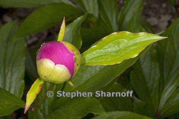 paeonia lactiflora 5 graphic